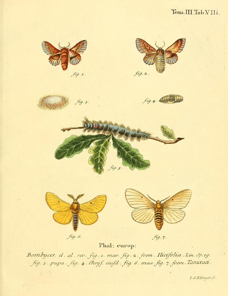 Die Schmetterlinge in Abbildungen nach der Natur (10311363653)