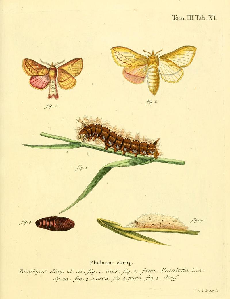 Die Schmetterlinge in Abbildungen nach der Natur (10311377293)