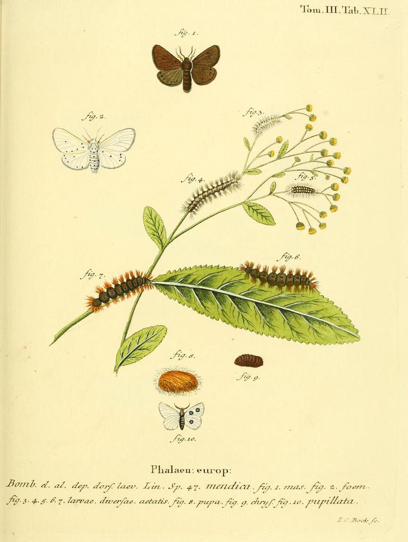 Die Schmetterlinge in Abbildungen nach der Natur (10311398596)