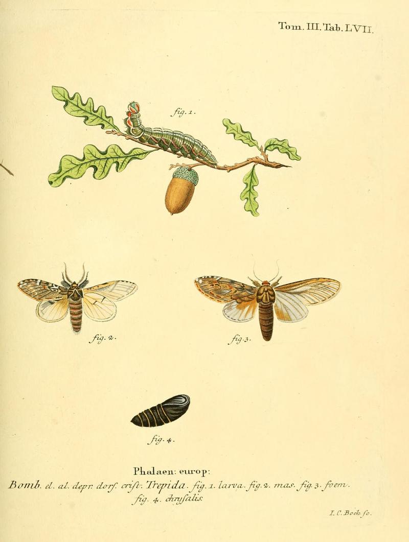 Die Schmetterlinge in Abbildungen nach der Natur (10311990504)