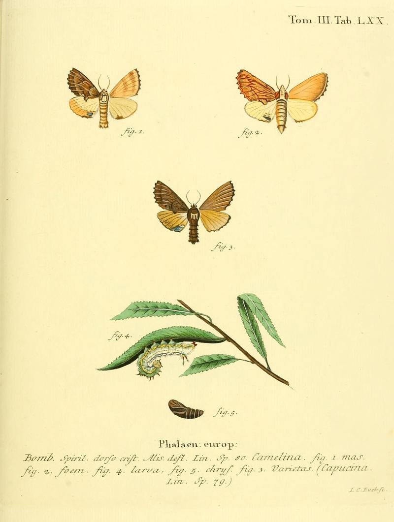 Die Schmetterlinge in Abbildungen nach der Natur (10312092595)