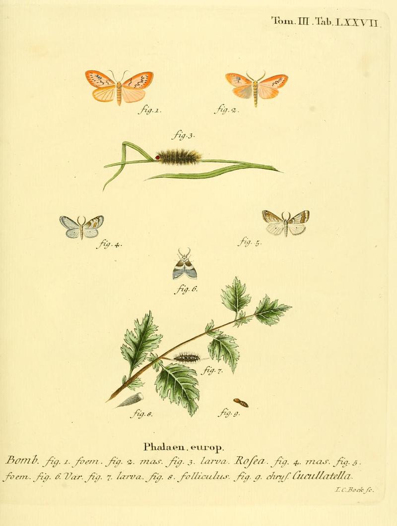 Die Schmetterlinge in Abbildungen nach der Natur (10312149256)