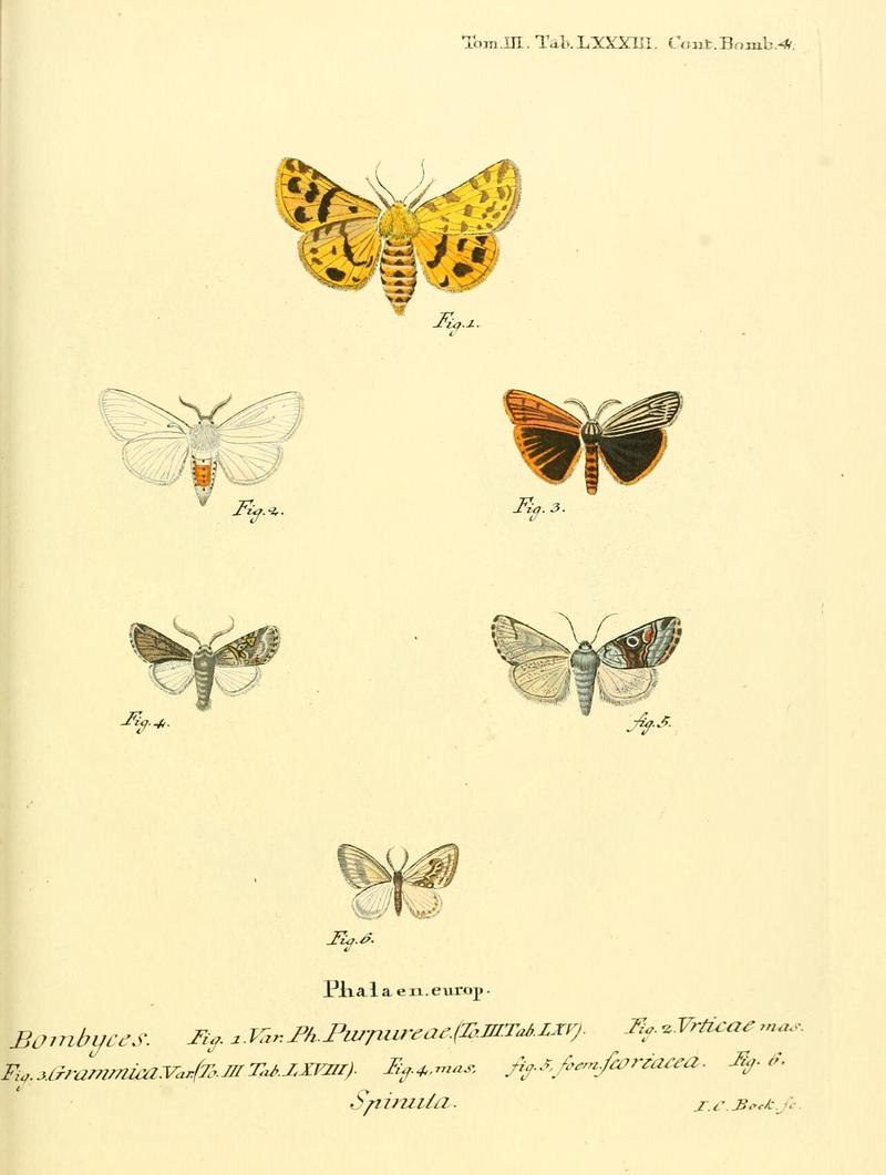Die Schmetterlinge in Abbildungen nach der Natur (10312149265)