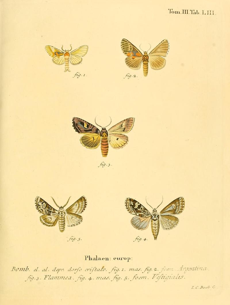 Die Schmetterlinge in Abbildungen nach der Natur (10312170493)