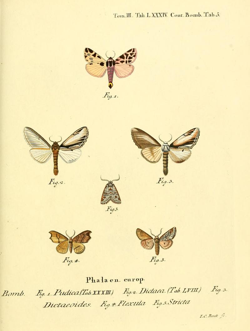 Die Schmetterlinge in Abbildungen nach der Natur (10312178666)