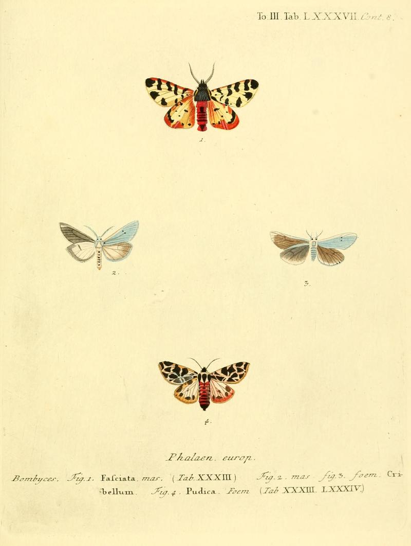 Die Schmetterlinge in Abbildungen nach der Natur (10312191806)