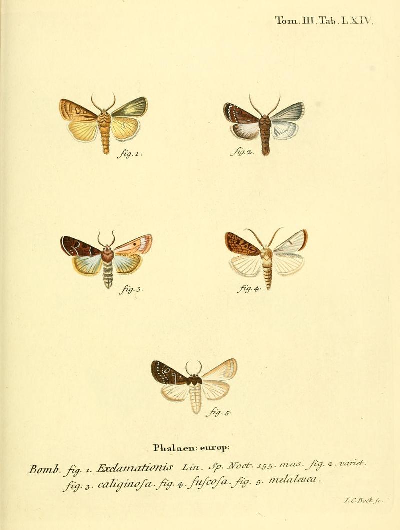 Die Schmetterlinge in Abbildungen nach der Natur (10312223593)