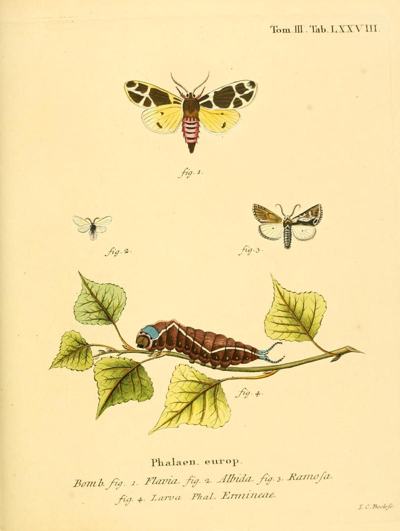 Die Schmetterlinge in Abbildungen nach der Natur (10312289913)