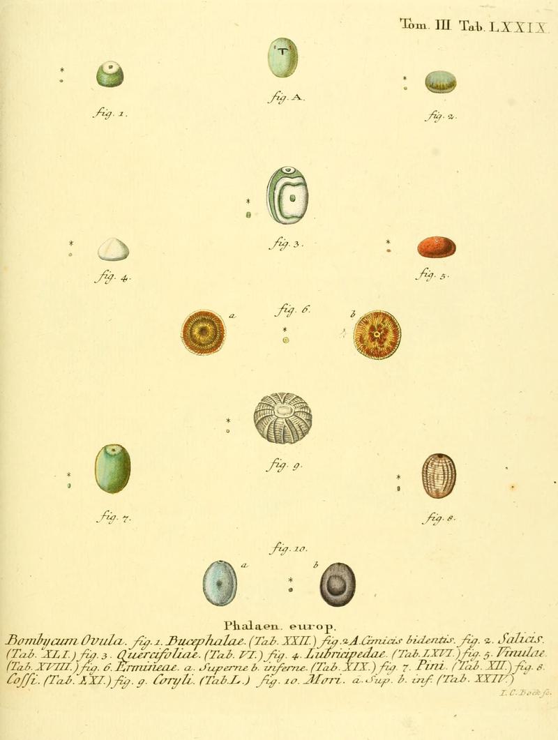 Die Schmetterlinge in Abbildungen nach der Natur (10312293603)