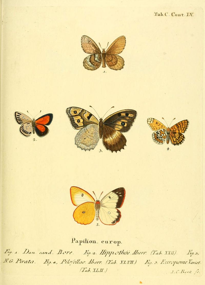 Die Schmetterlinge in Abbildungen nach der Natur (Tab. C) (6103324230)
