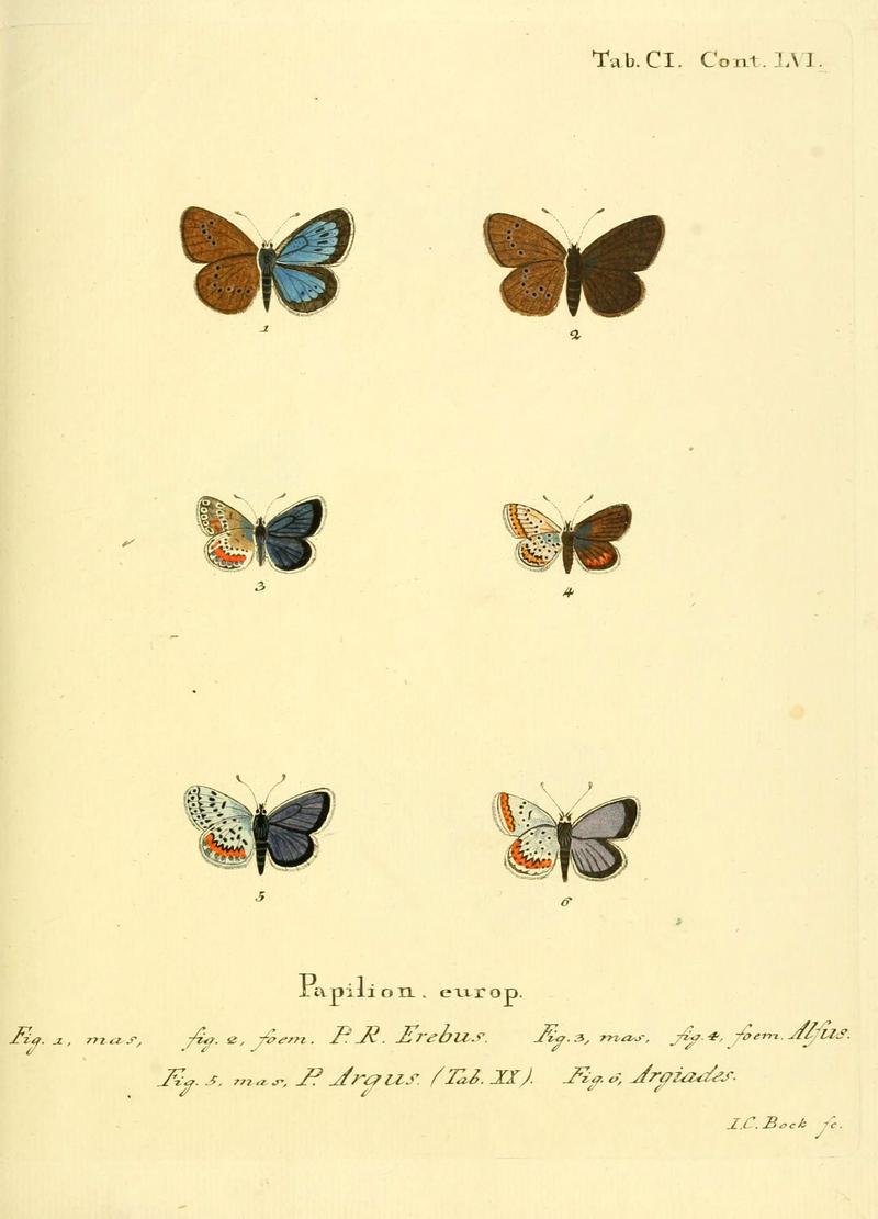 Die Schmetterlinge in Abbildungen nach der Natur (Tab. CI) (6103324548)