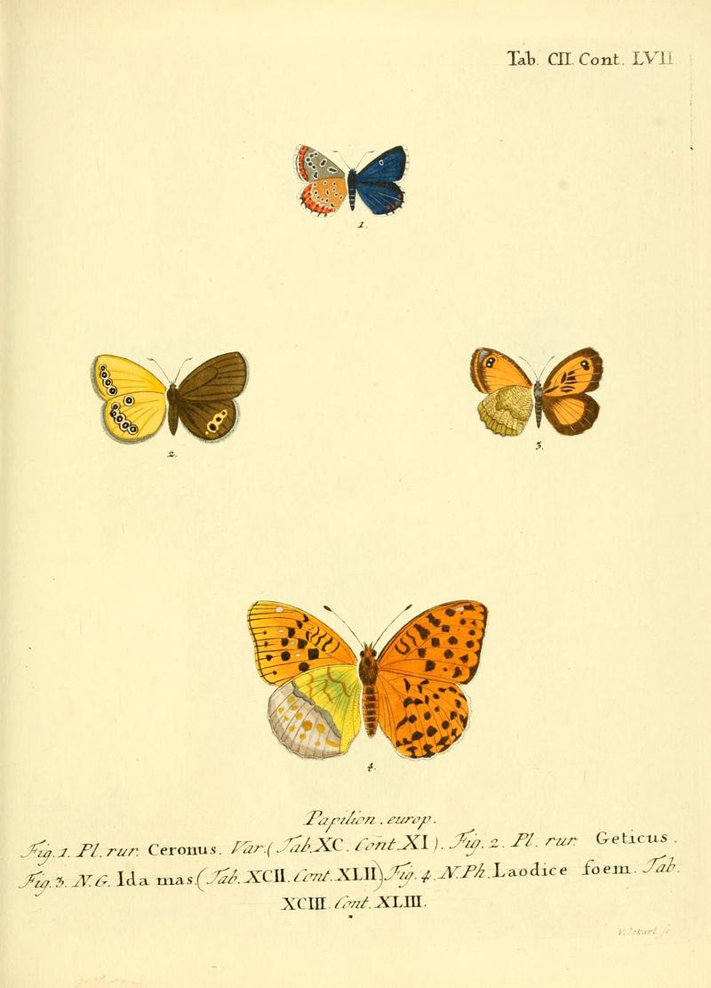 Die Schmetterlinge in Abbildungen nach der Natur (Tab. CII) (6103324778)