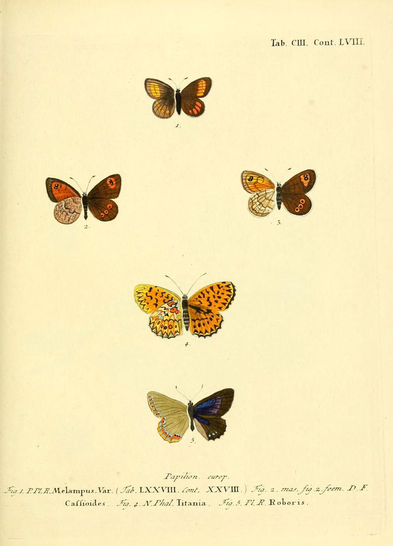 Die Schmetterlinge in Abbildungen nach der Natur (Tab. CIII) (6103324998)