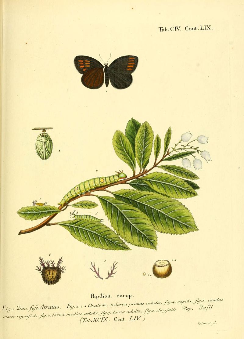 Die Schmetterlinge in Abbildungen nach der Natur (Tab. CIV) (6103325246)