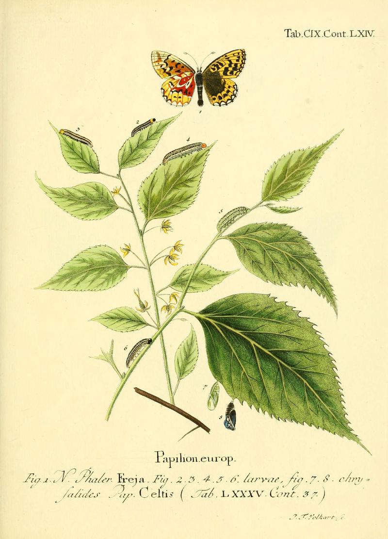 Die Schmetterlinge in Abbildungen nach der Natur (Tab. CIX) (6102780995)