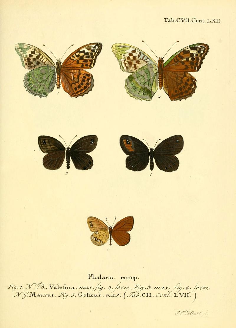 Die Schmetterlinge in Abbildungen nach der Natur (Tab. CVII) (6102780219)