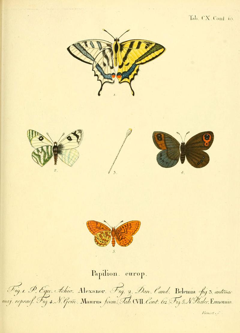 Die Schmetterlinge in Abbildungen nach der Natur (Tab. CX) (6102781283)