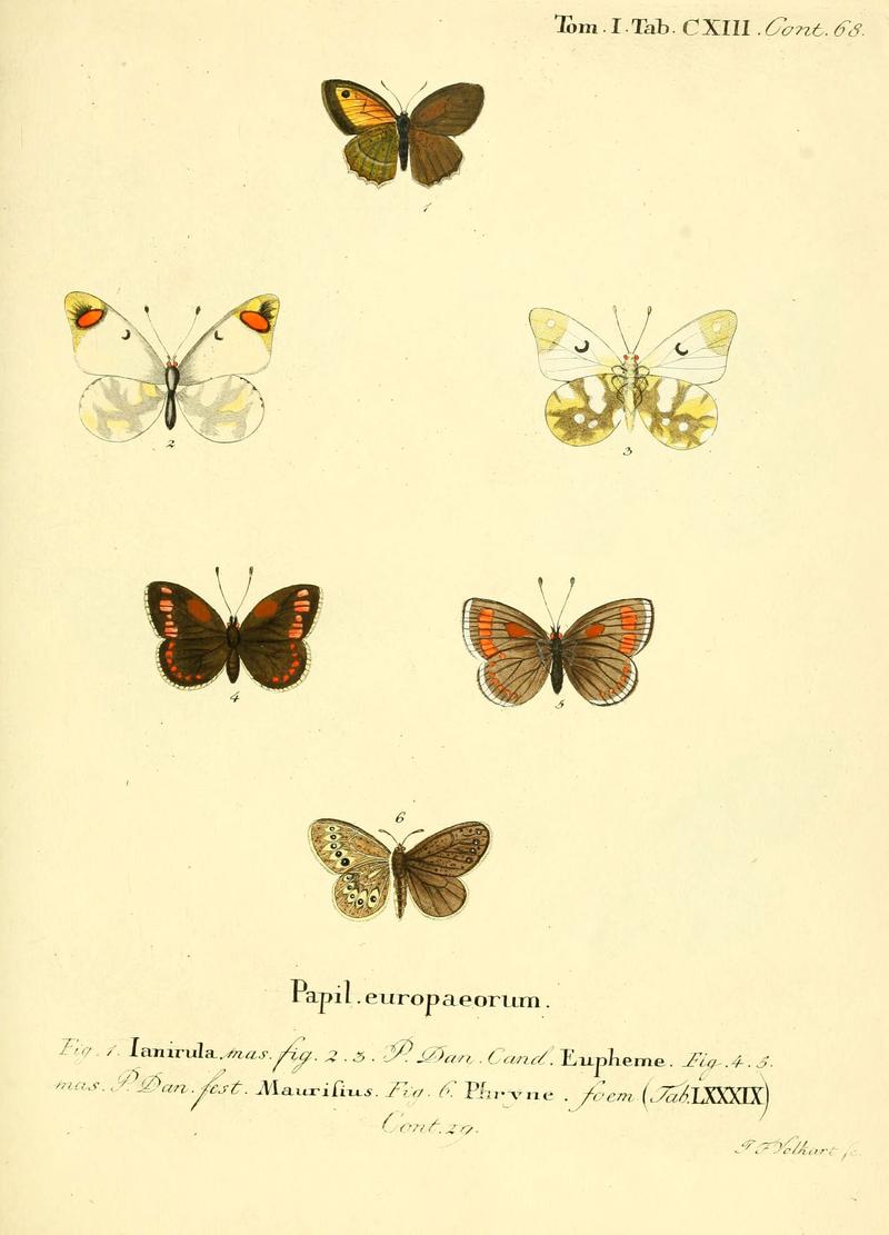 Die Schmetterlinge in Abbildungen nach der Natur (Tab. CXIII) (6102782125)