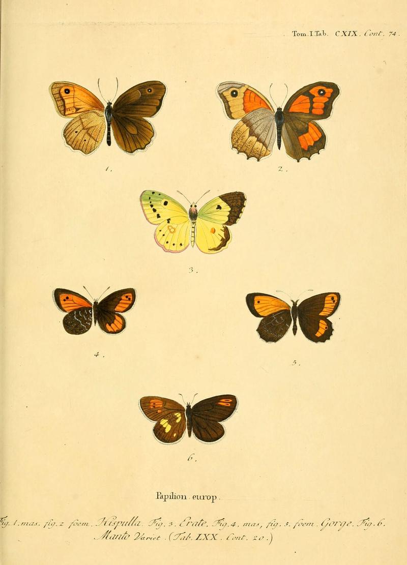 Die Schmetterlinge in Abbildungen nach der Natur (Tab. CXIX) (6103329932)