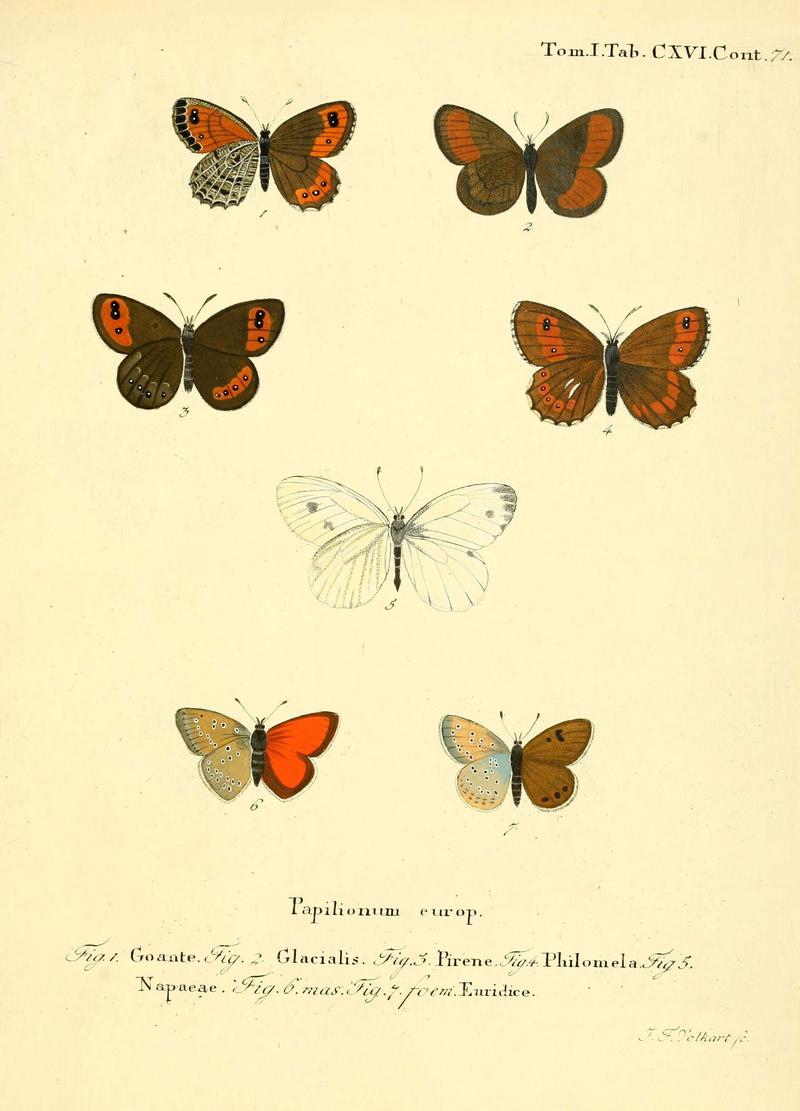 Die Schmetterlinge in Abbildungen nach der Natur (Tab. CXVI) (6103329078)