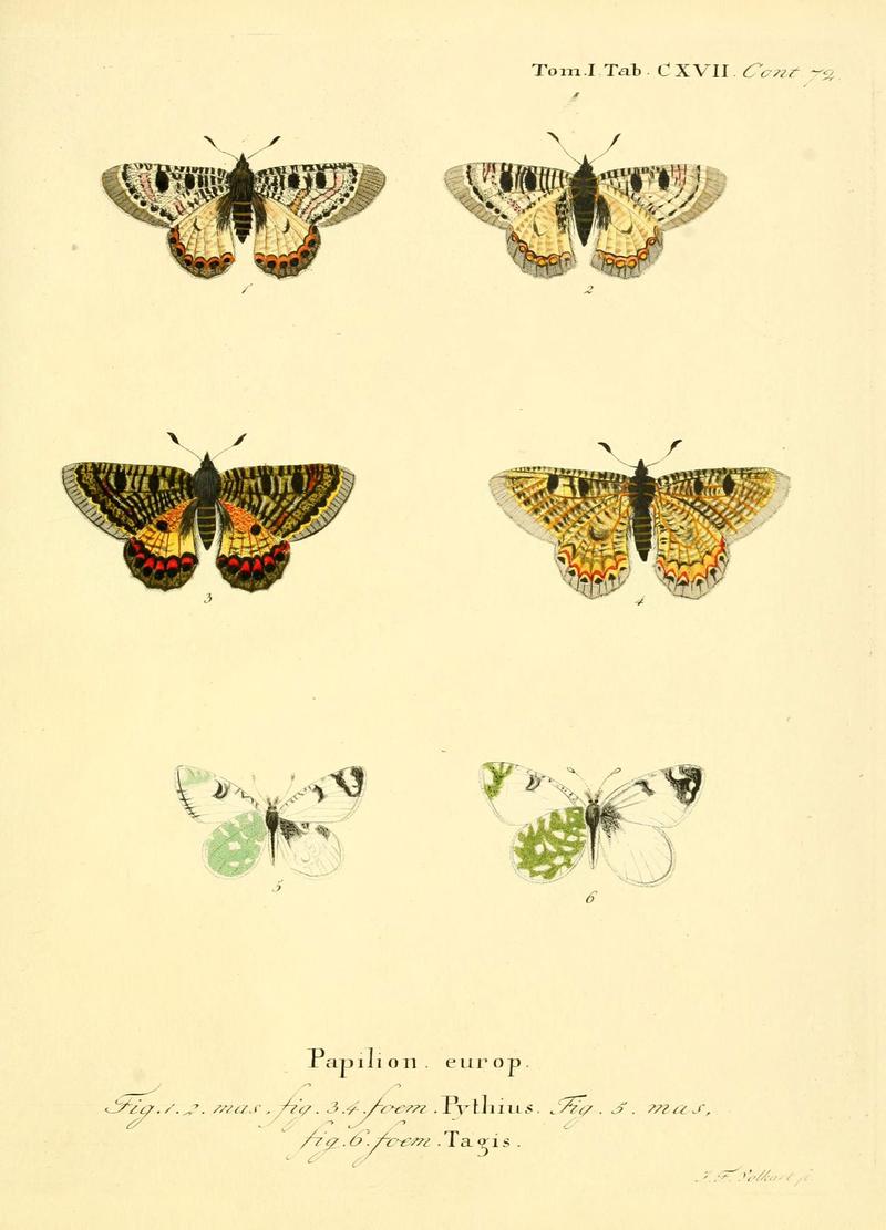 Die Schmetterlinge in Abbildungen nach der Natur (Tab. CXVII) (6103329410)