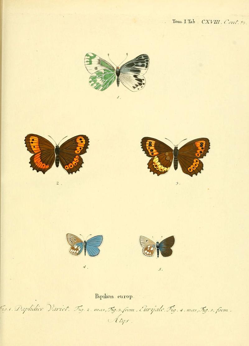 Die Schmetterlinge in Abbildungen nach der Natur (Tab. CXVIII) (6102783565)