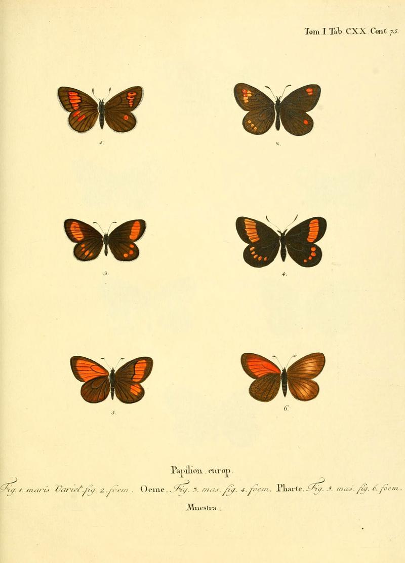 Die Schmetterlinge in Abbildungen nach der Natur (Tab. CXX) (6102784091)