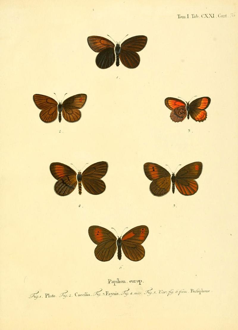 Die Schmetterlinge in Abbildungen nach der Natur (Tab. CXXI) (6103330332)