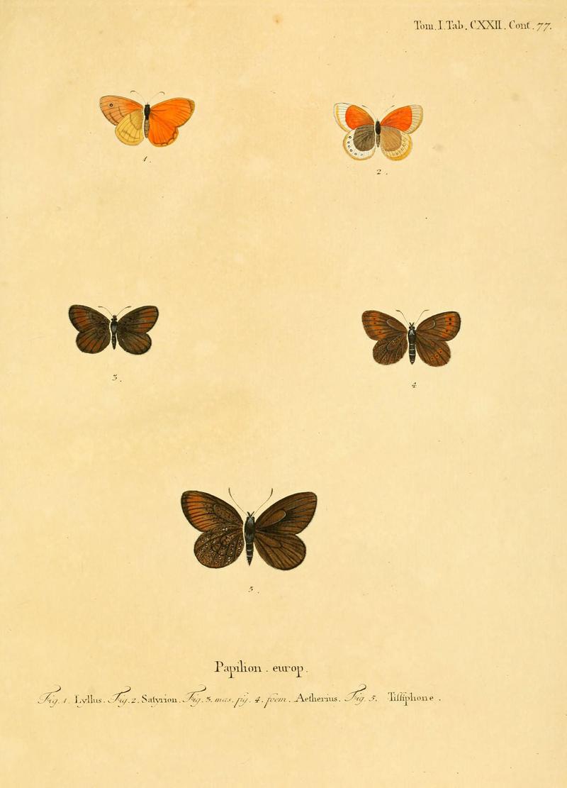 Die Schmetterlinge in Abbildungen nach der Natur (Tab. CXXII) (6103330542)