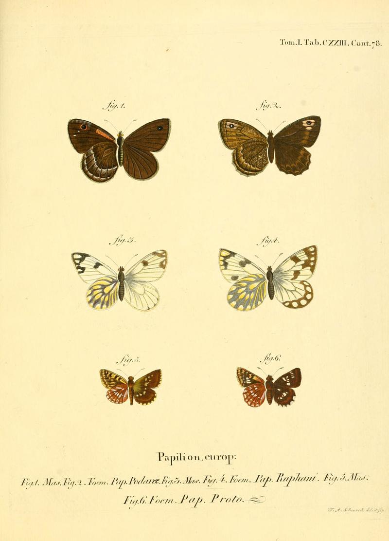Die Schmetterlinge in Abbildungen nach der Natur (Tab. CXXIII) (6103330872)