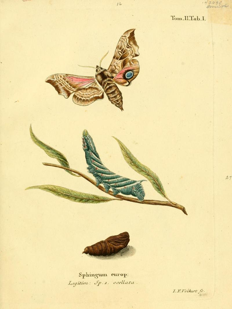 Die Schmetterlinge in Abbildungen nach der Natur (Tab. I) (8141909052)