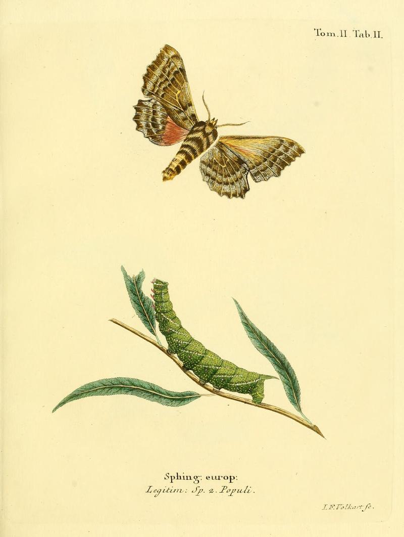 Die Schmetterlinge in Abbildungen nach der Natur (Tab. II) (8141879933)