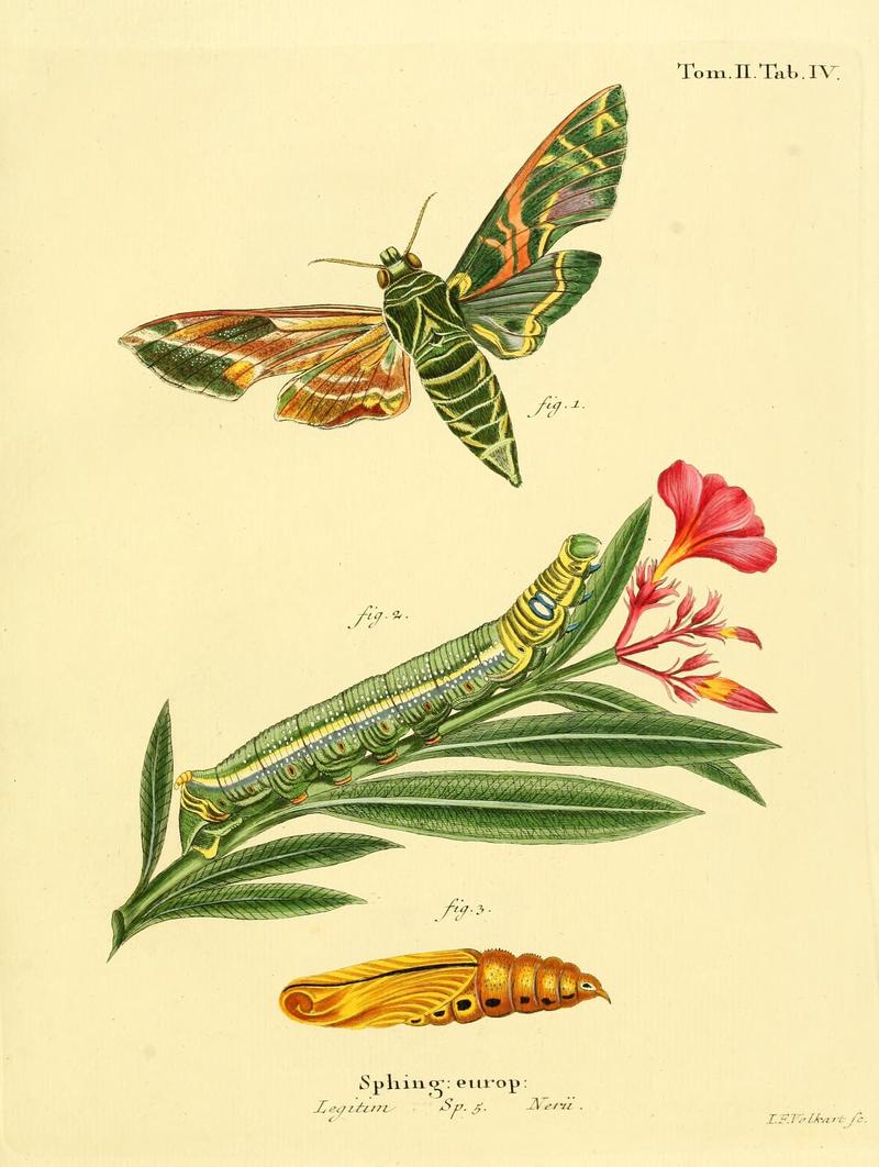 Die Schmetterlinge in Abbildungen nach der Natur (Tab. IV) (8141911118)