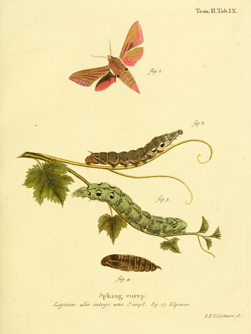 Die Schmetterlinge in Abbildungen nach der Natur (Tab. IX) (8141884375)