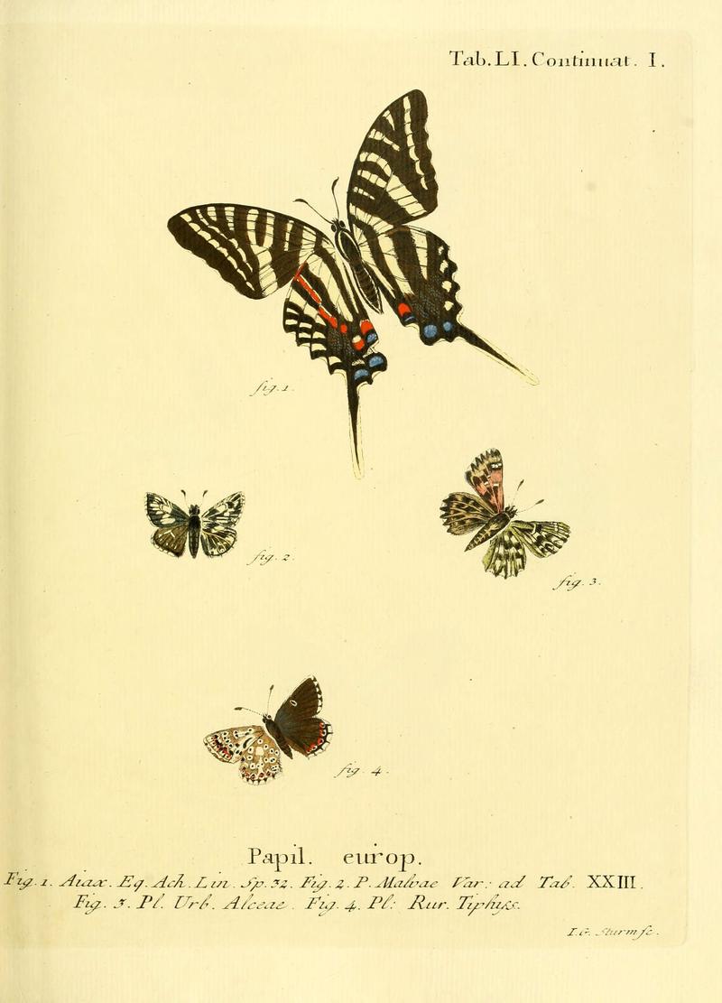 Die Schmetterlinge in Abbildungen nach der Natur (Tab. LI) (6103309030)