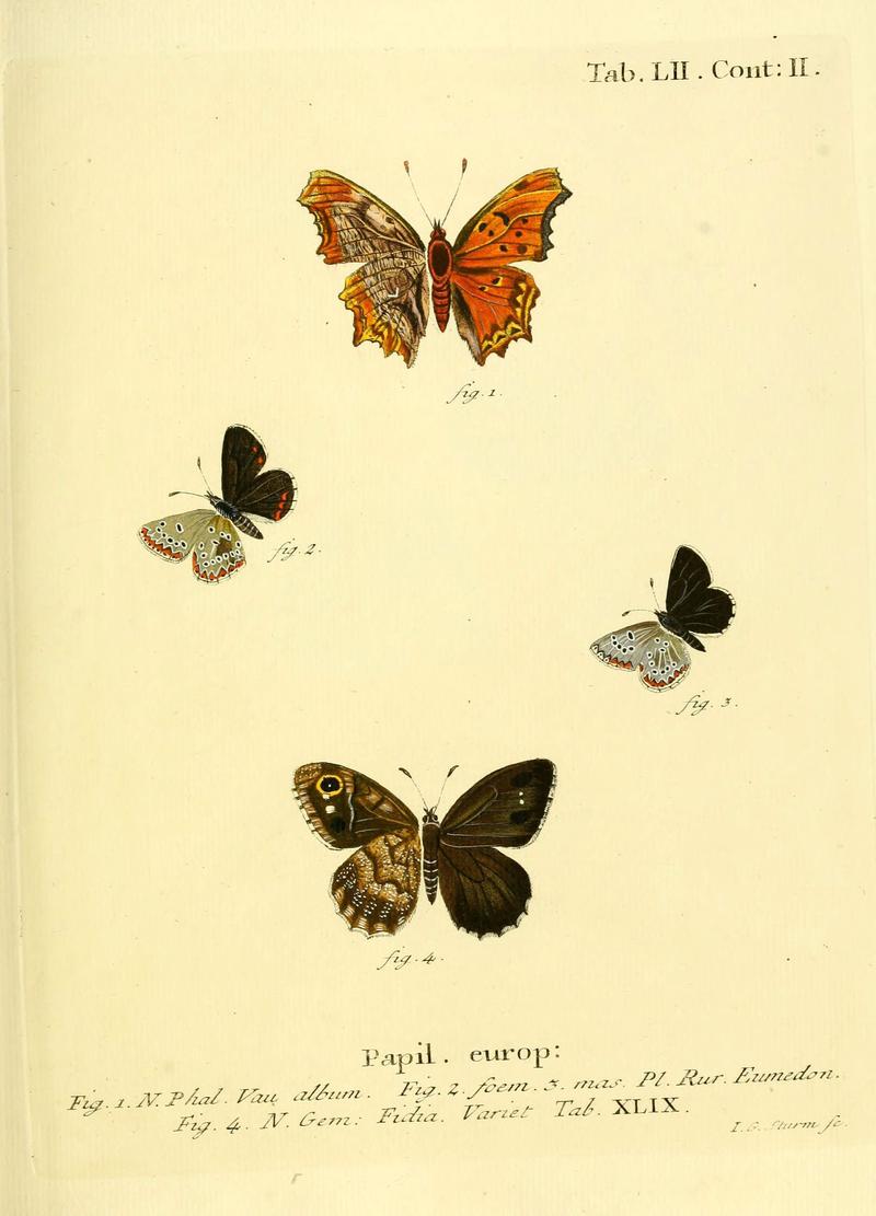 Die Schmetterlinge in Abbildungen nach der Natur (Tab. LII) (6102763095)