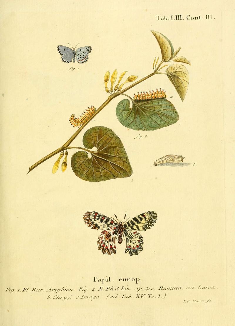 Die Schmetterlinge in Abbildungen nach der Natur (Tab. LIII) (6103309544)