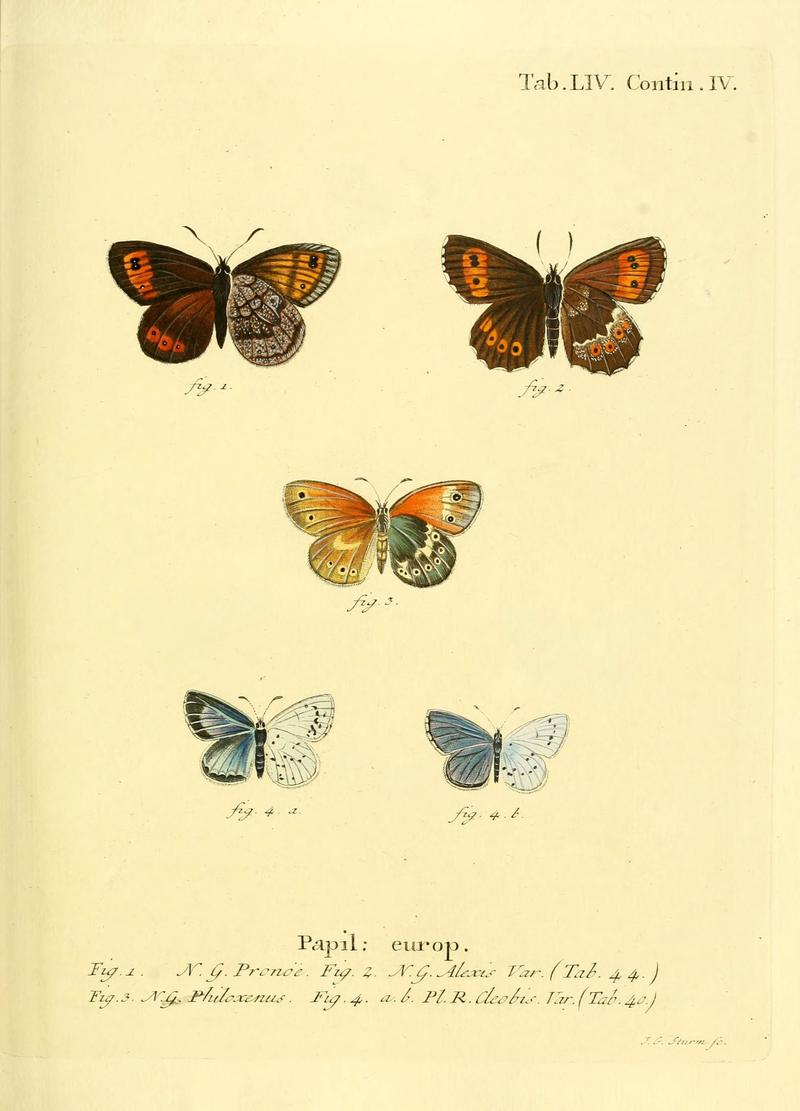 Die Schmetterlinge in Abbildungen nach der Natur (Tab. LIV) (6102763555)
