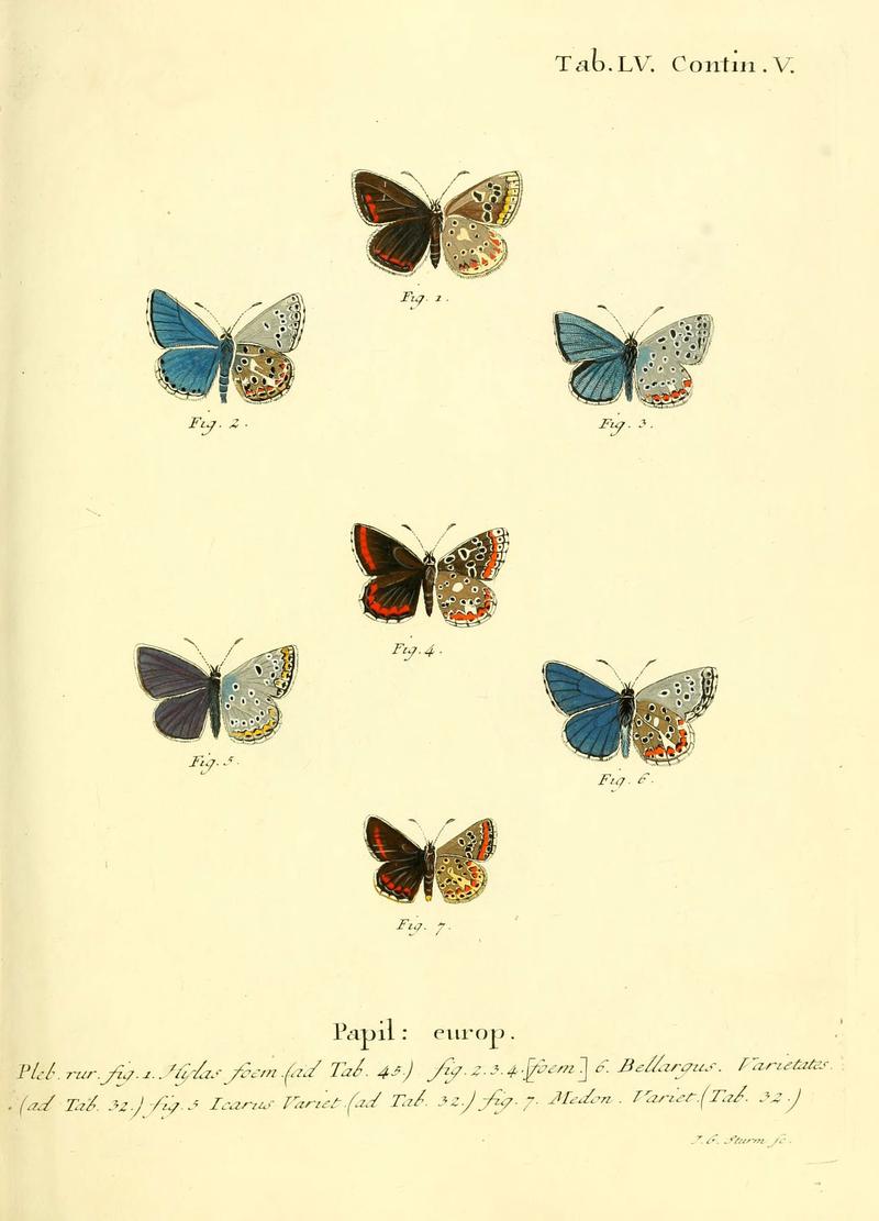 Die Schmetterlinge in Abbildungen nach der Natur (Tab. LV) (6103309954)