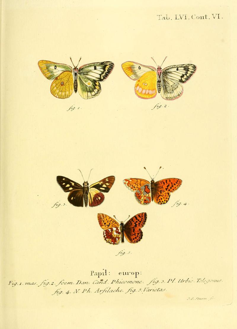 Die Schmetterlinge in Abbildungen nach der Natur (Tab. LVI) (6102764031)