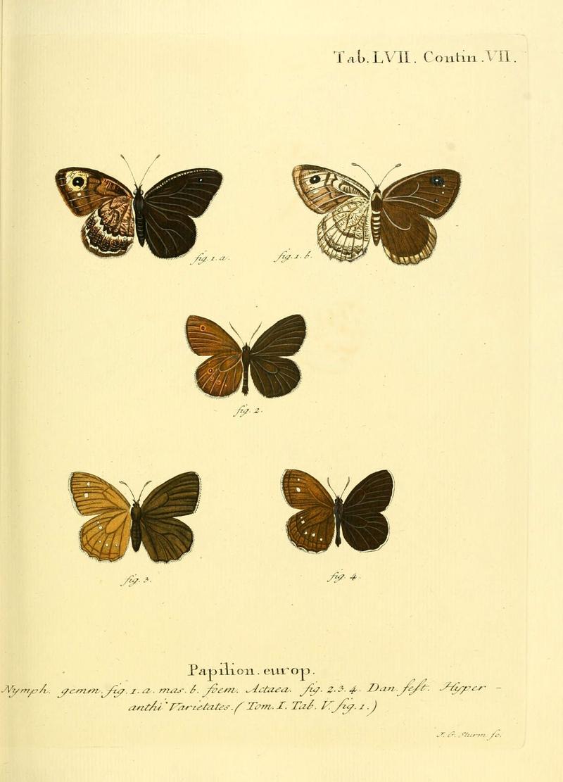 Die Schmetterlinge in Abbildungen nach der Natur (Tab. LVII) (6102764307)