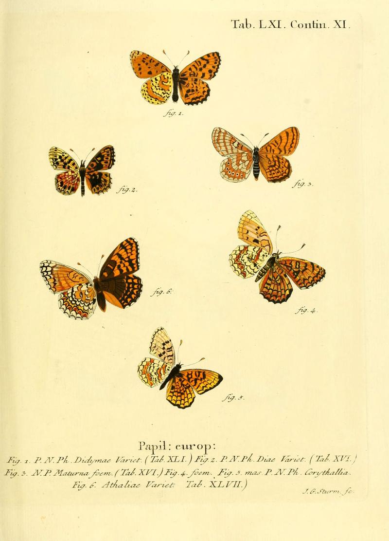 Die Schmetterlinge in Abbildungen nach der Natur (Tab. LXI) (6102765667)