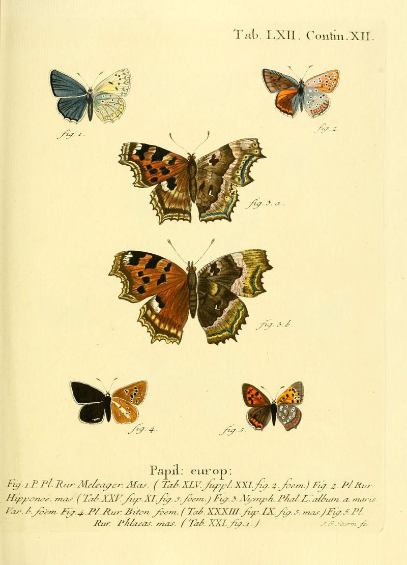 Die Schmetterlinge in Abbildungen nach der Natur (Tab. LXII) (6102766123)