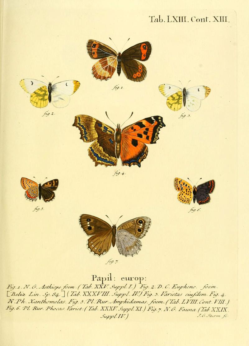 Die Schmetterlinge in Abbildungen nach der Natur (Tab. LXIII) (6103312708)