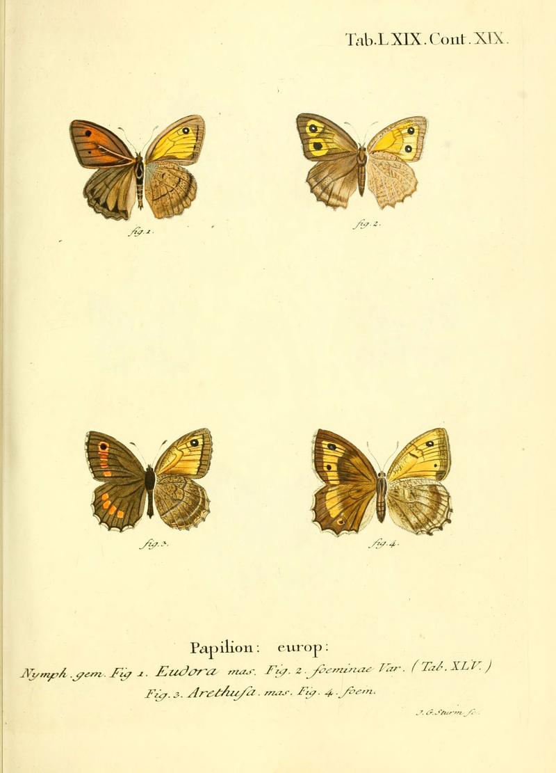 Die Schmetterlinge in Abbildungen nach der Natur (Tab. LXIX) (6102768119)