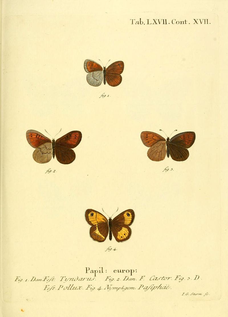 Die Schmetterlinge in Abbildungen nach der Natur (Tab. LXVII) (6102767641)