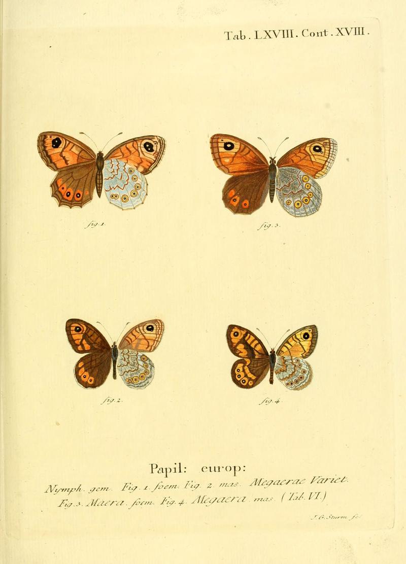 Die Schmetterlinge in Abbildungen nach der Natur (Tab. LXVIII) (6103314164)