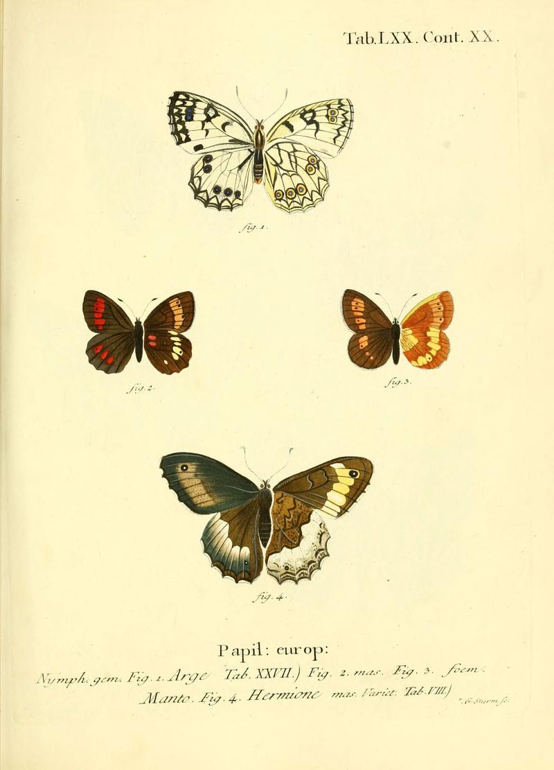 Die Schmetterlinge in Abbildungen nach der Natur (Tab. LXX) (6102769979)