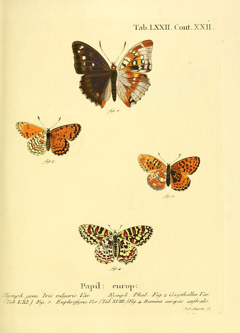 Die Schmetterlinge in Abbildungen nach der Natur (Tab. LXXII) (6103316768)