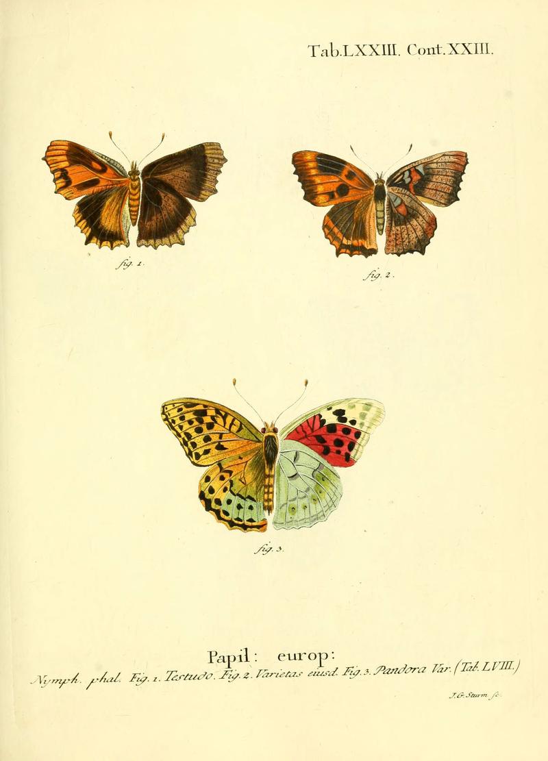 Die Schmetterlinge in Abbildungen nach der Natur (Tab. LXXIII) (6102770825)